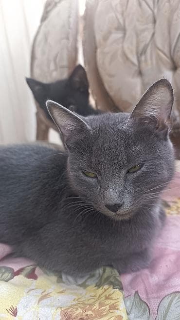 кошки г ош: Девочка, Приучена к лотку — 4