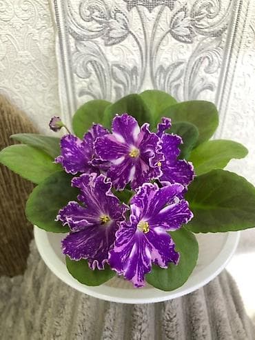 вазы хрустальные: Продам! 1 Детки стандартных сортовых фиалочек. Цена за детку от 80 — 5