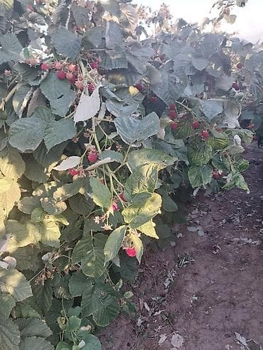 Сухофрукты, орехи, снеки: Малина — 1