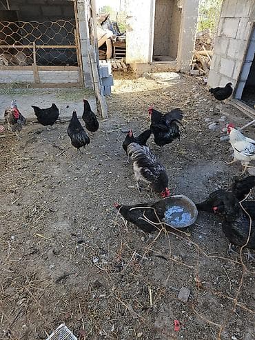 Үй жаныбарлары: Сатам | Тооктор | Үй | Көбөйтүү үчүн — 2