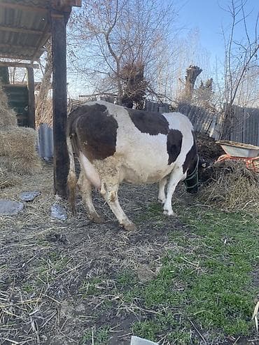 коровы сементал: Продаю | Корова (самка) | Полукровка | Для молока | Привязанные — 2