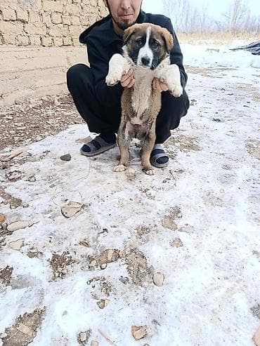 пидбуль щенок в оше эркек: Собака даром: 3 месяца, Самец, С прививкой — 4