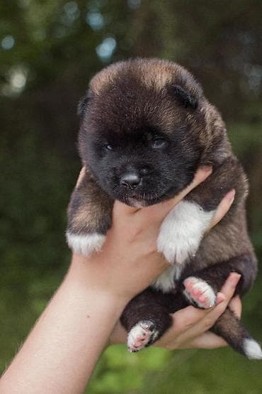 акита ину о породе: Щенки американской акиты готовятся к предварительному бронированию — 3