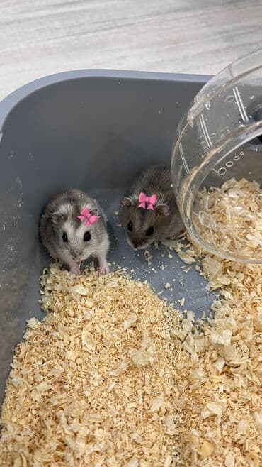 Грызуны: Две очаровательные Джунгарские девочки🎀, возраст 3 месяцев, ищут новый — 1