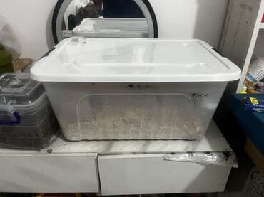 Чычкандар: Продам хомячка, сирийский хомяк мальчик Возраст 3 месяца, в комплекте — 4