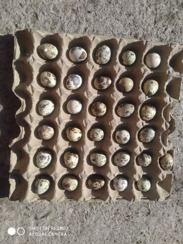 яйцо пасхальное сентябревъ: Перепелиные яйца в лотках - Натуральные яйца перепелов, пятнистая — 2