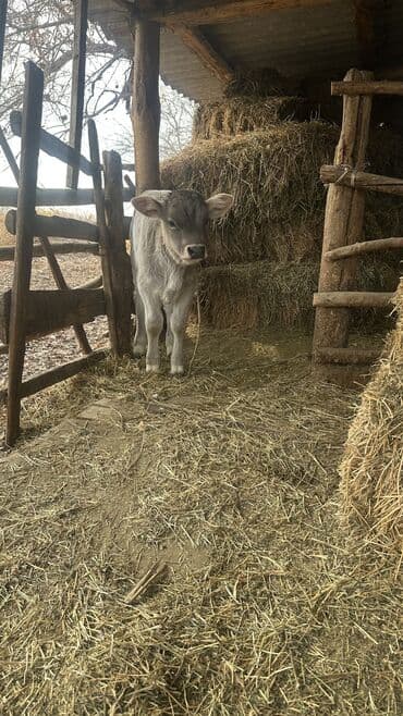 той терьер девочка: Продаю | Музоо, торпок | Для разведения | Привязанные — 10