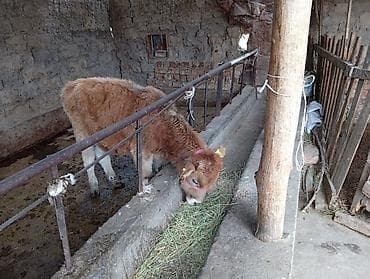 стоимость хаски щенка: Продаю | Бык (самец) | На откорм — 2