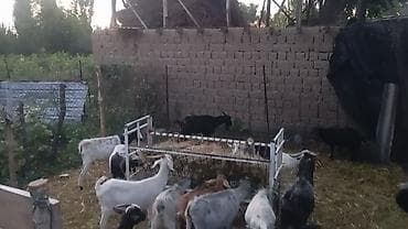 собаки рынок в бишкеке цены: Продаю | Коза (самка), Козёл (самец), Козлёнок | Полукровка, Зааненская | На забой, Для разведения, Для молока | Племенные — 2