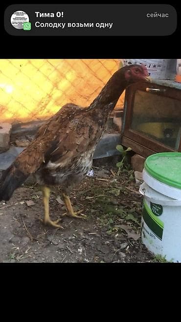 цеплята бройлер: Продаю | Куры | Бойцовая | Для разведения — 1
