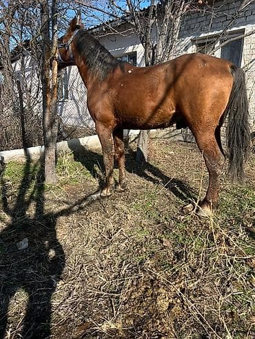 Продаю | Жеребец | Рабочий at lalafo.kg Продаю | Жеребец | Рабочий