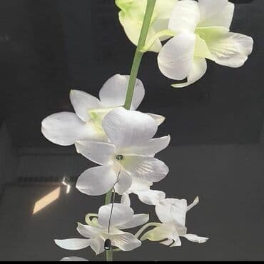 потолок гипсокартон: Натяжной потолок Глянцевое, Матовое, 3D потолки — 23