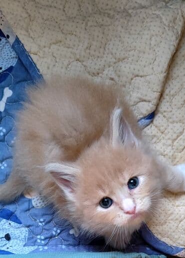 купить кошку в бишкеке: ( фотографии родные Не с интернета и не искусственный — 8