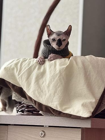 продаю хомяка: Сфинкс, 5 месяцев, Мальчик, Приучена к лотку — 3