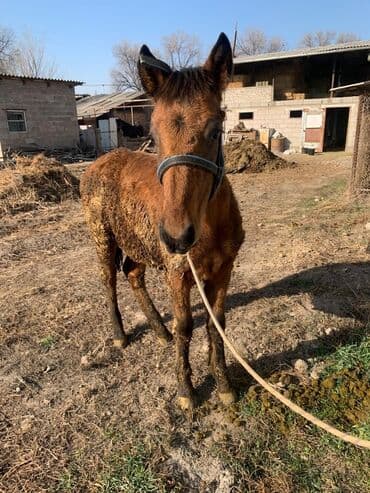 корм для домашних животных: Продаю | Жеребенок | Рабочий — 13
