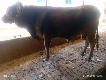 охотничая собака: Продаю | Бык (самец) | Для разведения | Племенные — 5