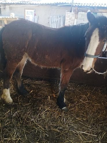 сөөл жан: Сатам | Тай | Көбөйтүү үчүн — 1