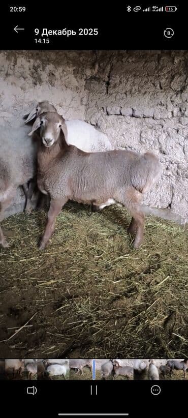 где продать собаку: Продаю | Баран (самец) | На забой | Племенные — 10