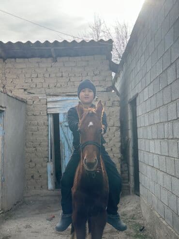 сколько стоит жеребенок купить: Продаю | Жеребенок | Английская | Конный спорт | Племенные — 4