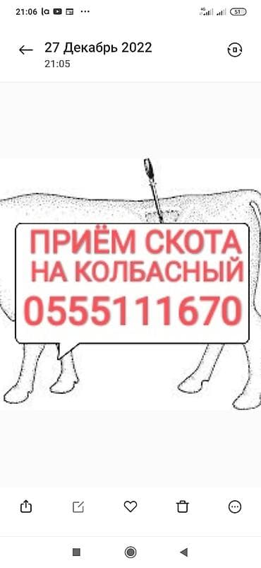 Колбасный цех : Коровы, быки, Лошади, кони, Другие с/х животные, | Круглосуточно, Любое состояние, Забитый