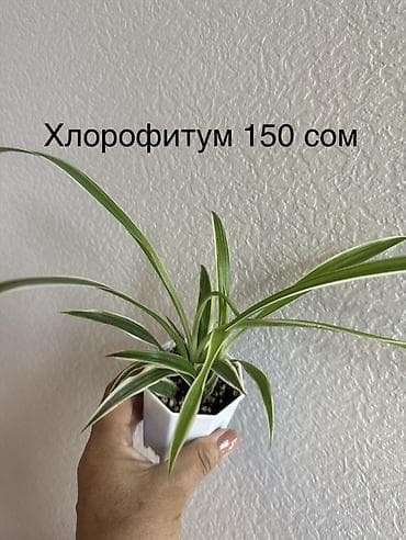 фикус чёрный принц: Комнатные растения в горшках: - Эпипремнум Marble Queen — пестрые — 9