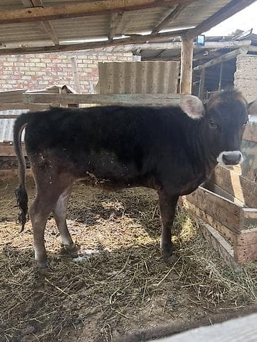 Животные: Продаю | Тёлка | На откорм, Для молока — 4