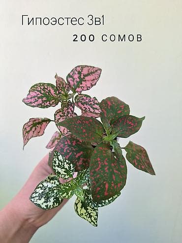 арбузов: 🌿 Комнатные цветы (укоренённые черенки/молодые растения/взрослые — 2