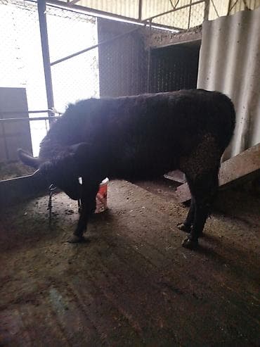 Услуги ветеринара: Продаю | Тёлка | Швицкая | На откорм | Привязанные — 9