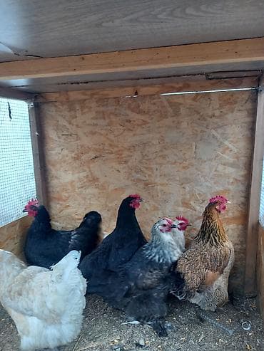 меняю на кур: Продаю | Куры | Несушки — 1