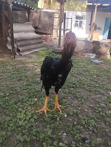 сары булун: Сатам | Короздор | Тебиштирүүчү | Тебиштирүү үчүн — 3