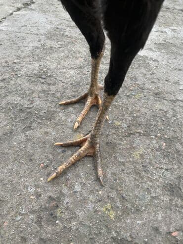 продаю породистых коров: Продаю | Куры, Петух | Дакан | Для разведения, Несушки, Для боев — 3