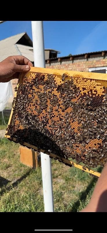 Азык-түлүктөр: 🐝 Продаются пчелопакеты Порода: Карника Комплектация: 3+1 — 3 — 2