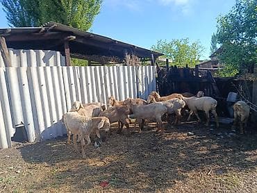 тук сена: Продаю | Овца (самка) | Арашан | Для разведения — 6