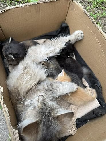 Животные: Отдаем котят в добрые руки одна девочка и три мальчика . Мама породы — 4