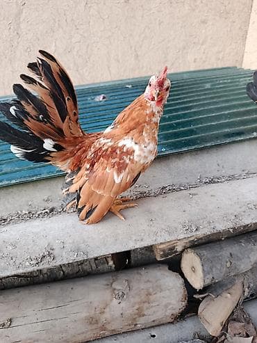 Сатылат серама короздор цена 2000 за штук