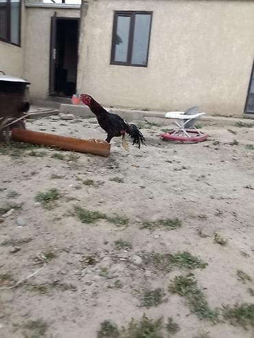 Продаю | Петух | Бойцовая | Для разведения