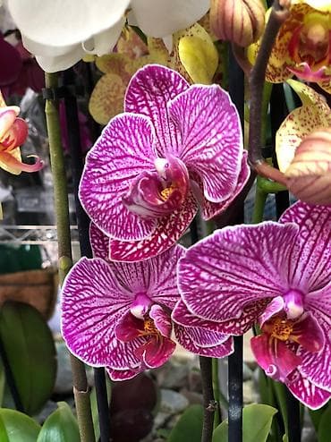 фучика 18 а: Другая садовая мебель — 10