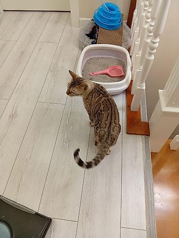 Мышыктар: Бенгальская кошка (окрас снежный/сепия с крупной розеткой) - Порода — 2