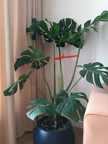 Монстера делициоза (Monstera deliciosa), крупный