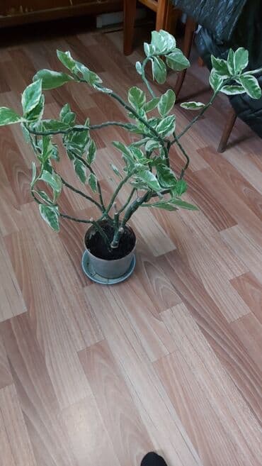 другие комнатные растения: ПЕДИЛАНТУС - комнатный цветок . Высота вместе с горшком 65 см — 2