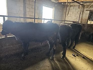 ангуст бука: Продаю | Бык (самец) | Абердин-ангус | На откорм, Для разведения — 6