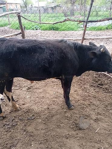 Үй жаныбарлары: Сатам | Бука (эркек) | Бордоп семиртүү үчүн — 10