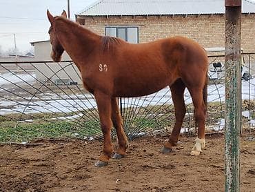 усыпление животных бишкек: Продаю | Кобыла (самка) | Рабочий — 1