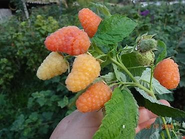 fire maple: Малина В розницу — 4