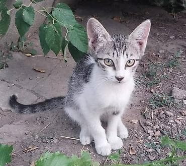 scottish fold: Отдам котят даром в добрые руки. Котята от уличной кошки, принесла их — 4