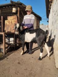 срочно продаю в связи с переездом: Продается козел (Нубийский),возраст 8мес,мать 5литровка - отец — 1