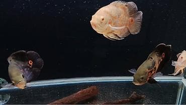 аквариум балыктары: Продаю аквариум на 160литров с рыбками 4 астранотуса 1 сапсировый — 4