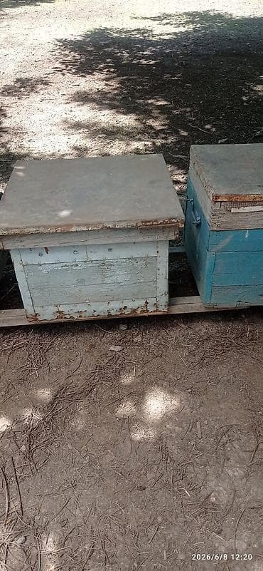 пчелы матки: Деревянный Ящик — 8