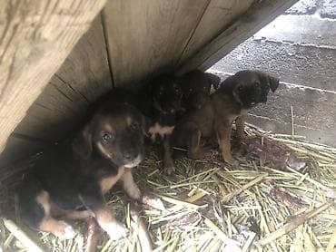 чёрная овчарка: Щенки от борзой (помесь). Описание: - На фото мама — стройная — 2