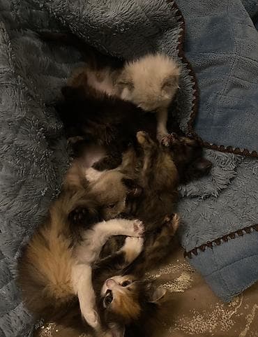 Скотиш Фолд (Шотландская вислоухая), 2 месяца, Мальчик, Приучена к лотку, Проглистована, С документами — 10